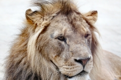 ColchesterZoo_1358