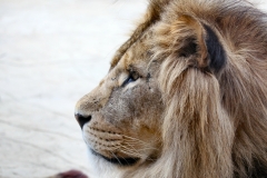 ColchesterZoo_1373