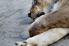 ColchesterZoo_1457