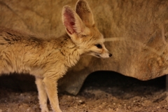 ColchesterZoo_1516