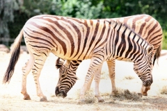 ColchesterZoo_1551