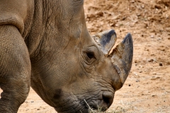 ColchesterZoo_1674