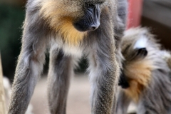 ColchesterZoo_1721