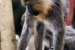 ColchesterZoo_1723