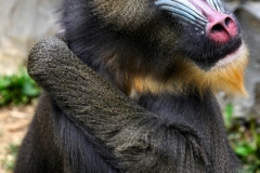 ColchesterZoo_1772