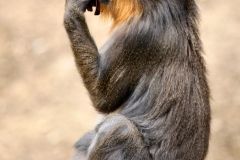 ColchesterZoo_1784