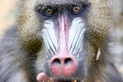ColchesterZoo_1838