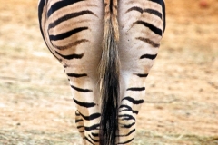 ColchesterZoo_1996