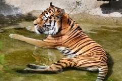ColchesterZoo_2268