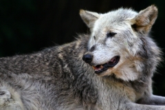 ColchesterZoo_2317