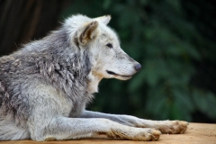 ColchesterZoo_2326