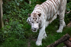 ColchesterZoo_2646