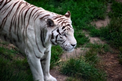 ColchesterZoo_2675