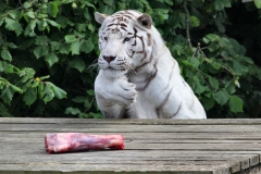 ColchesterZoo_2700