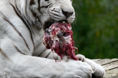 ColchesterZoo_2966