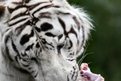 ColchesterZoo_3029