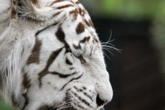 ColchesterZoo_3050