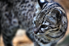 ColchesterZoo_3301