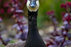 Pensthorpe_0028