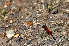 Pensthorpe_0341