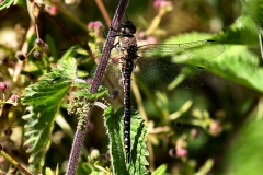 Pensthorpe_0374