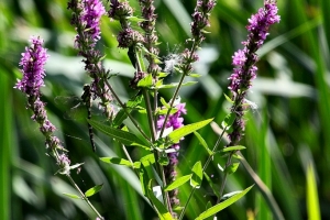 2010-07-28_-_Welney_WWT