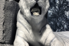 IR-IOW_Zoo_0001