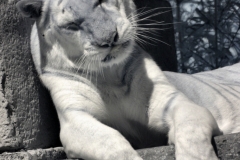 IR-IOW_Zoo_0015