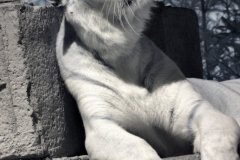 IR-IOW_Zoo_0016