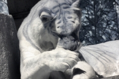 IR-IOW_Zoo_0018