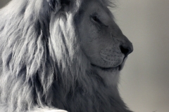 IR-IOW_Zoo_0025