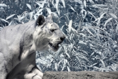 IR-IOW_Zoo_0045