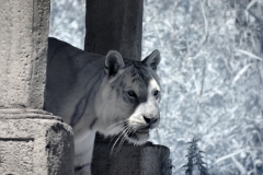 IR-IOW_Zoo_0050