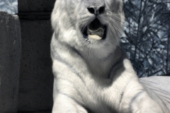 IR-IOW_Zoo_0059
