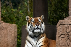 IoWZoo_0033