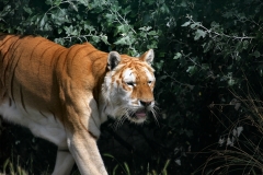 IoWZoo_0059