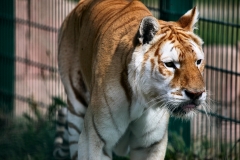 IoWZoo_0080