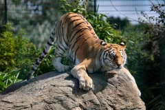 IoWZoo_0152