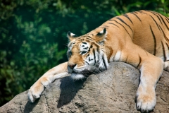 IoWZoo_0169
