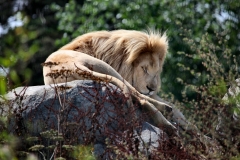 IoWZoo_0209