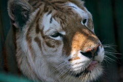 IoWZoo_0251