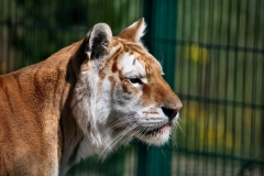 IoWZoo_0353