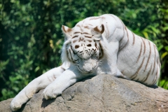 IoWZoo_0424