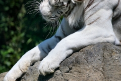 IoWZoo_0448