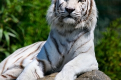 IoWZoo_0510