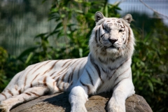 IoWZoo_0549
