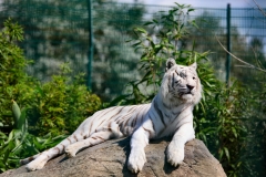 IoWZoo_0577