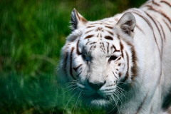 IoWZoo_0604