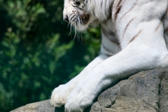 IoWZoo_0852
