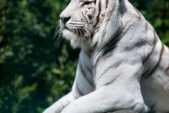 IoWZoo_0863